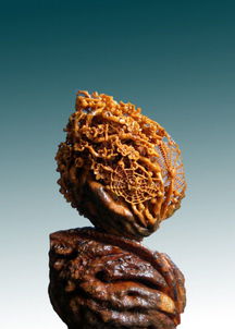 陳廣偉 曬曬我的寶貝 橄欖核雕和文玩核桃